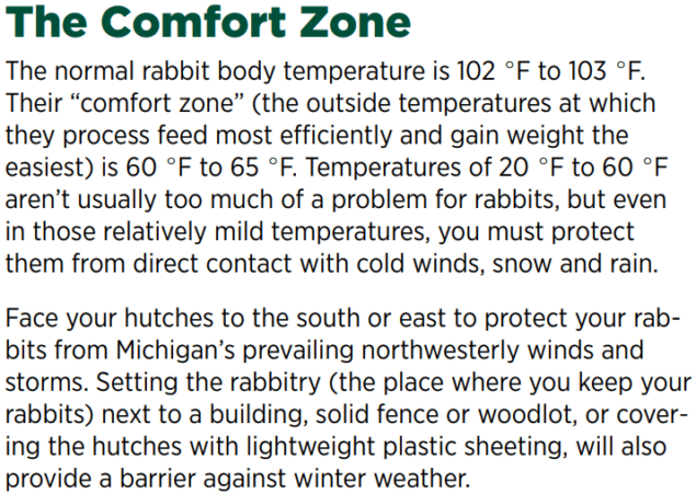 Do Rabbits Get Cold At Night Everything You Need To Know