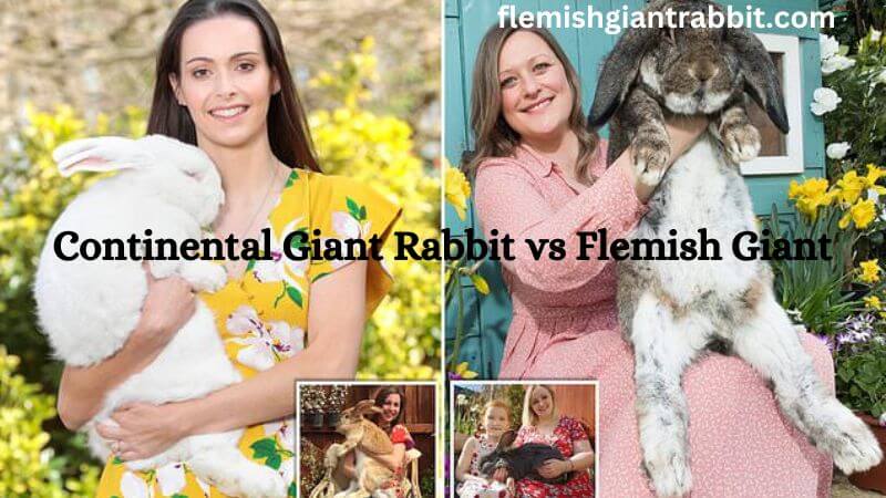 Continental Giant Rabbit Vs Flemish Giant Full Guide