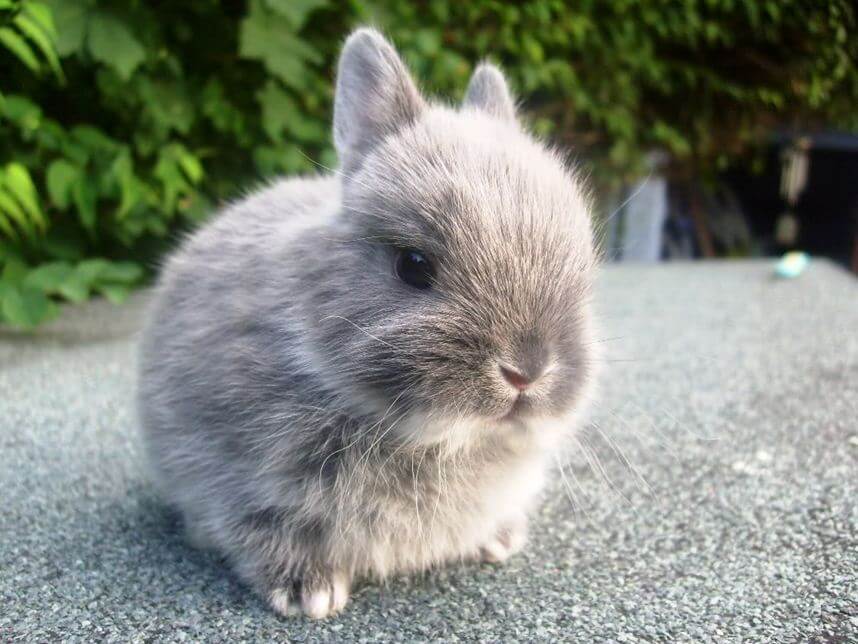 belgian dwarf rabbit