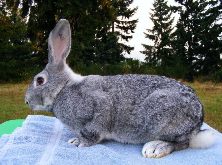 Complete Guide of Large Rabbit Breeds – Flemish Giant Rabbit