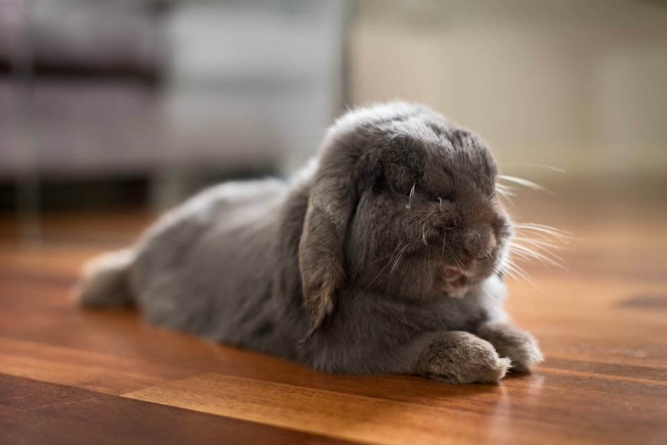 Cooling Pad for Rabbits and Pet Cooling Mat