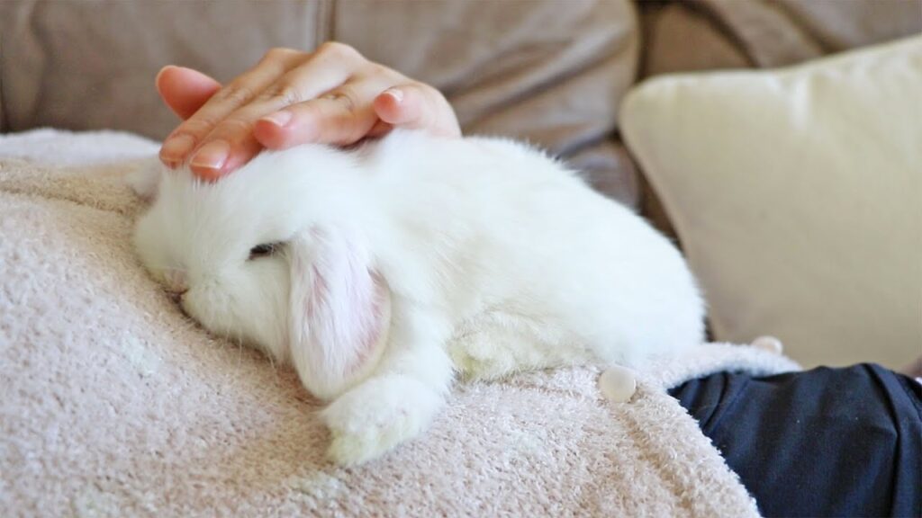 best rabbit beds