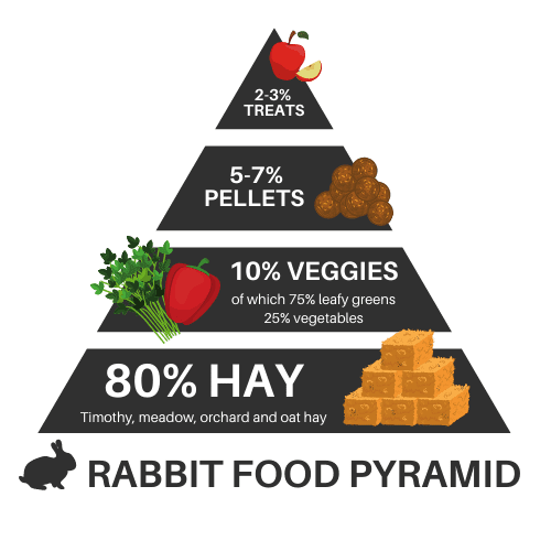 Can Rabbits Eat Carrots