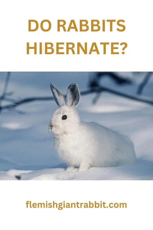 Do Rabbits Hibernate? Everything You Need To Know