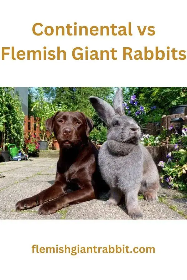 CONTINENTAL GIANT RABBIT VS FLEMISH GIANT