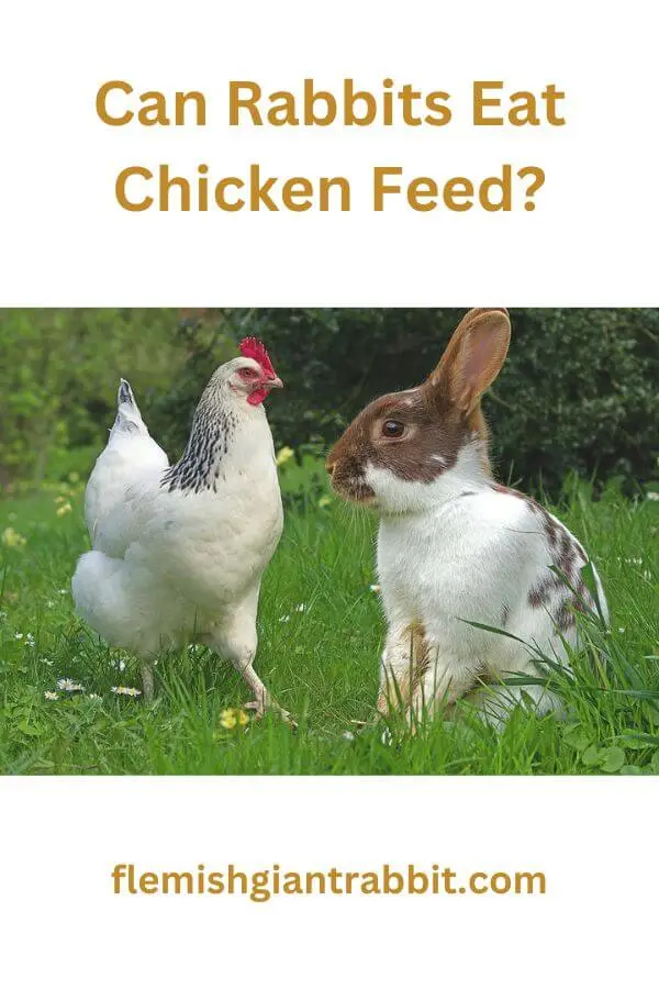 Can Rabbits Eat Chicken Feed? Written By A Vet