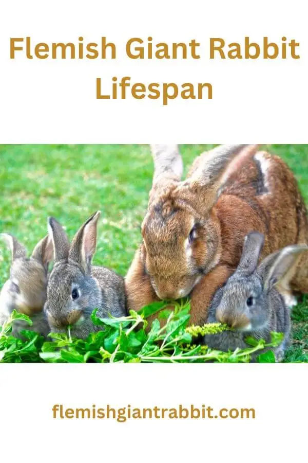 Flemish Giant Rabbit Lifespan Written By A Veterinarian