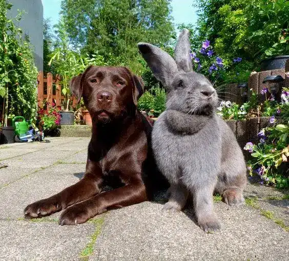 flemish giant rabbit breeders