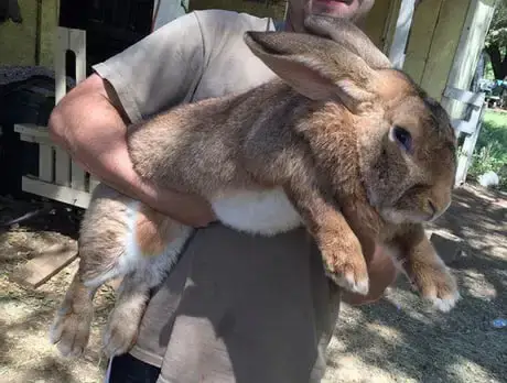 flemish giant rabbit breeders