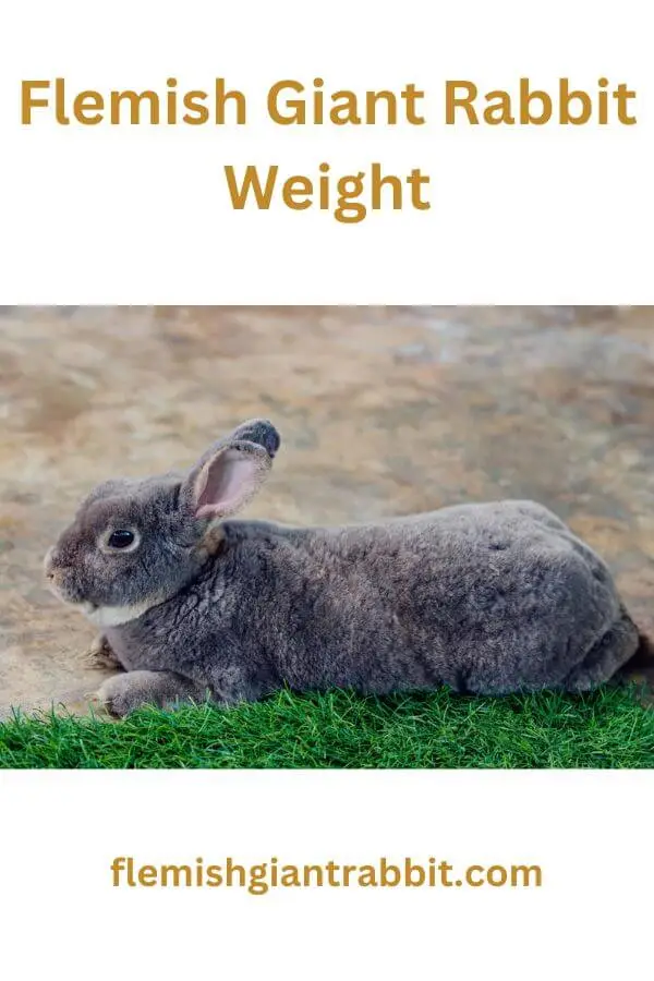 Vet Tips for Healthy Flemish Giant Rabbit Weight Flemish Giant Rabbit