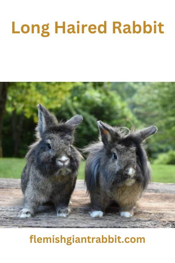 Long Haired Rabbit