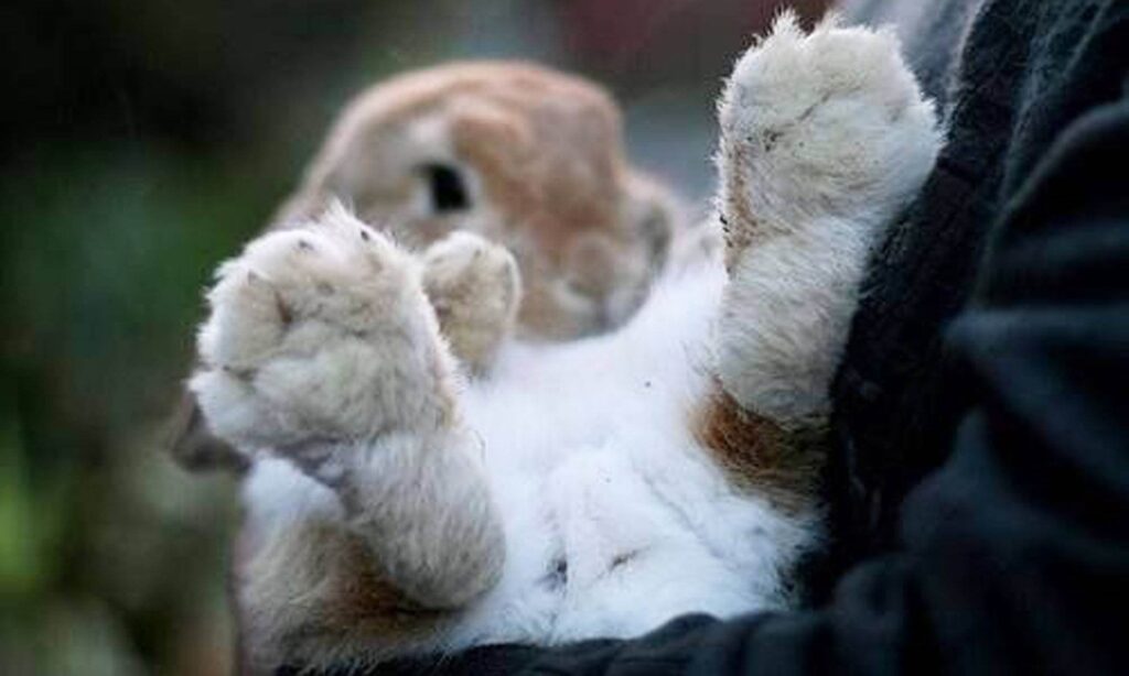 How Many Toes Do Rabbits Have?