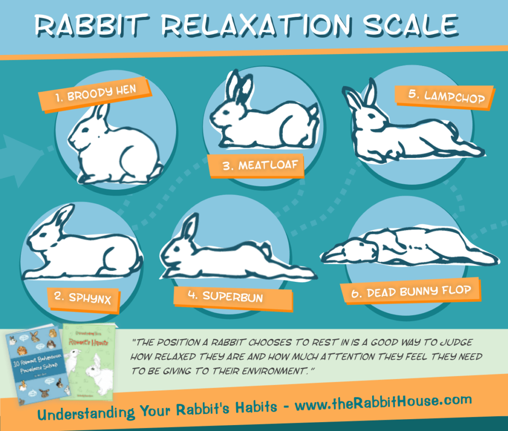 How Long Do Rabbits Sleep