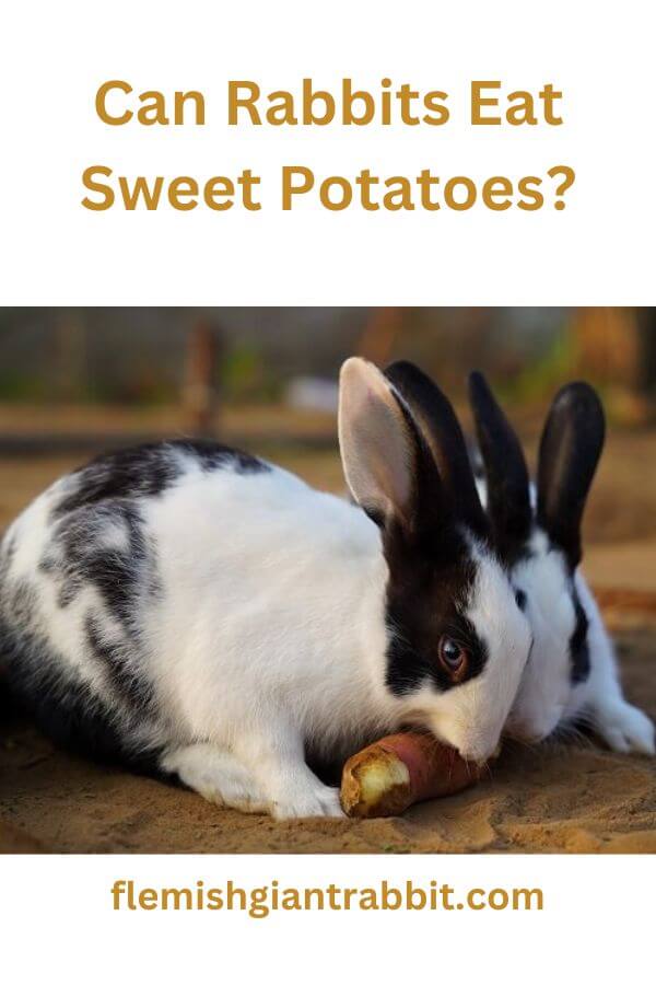 can-rabbits-eat-sweet-potatoes-from-experienced-veterinary